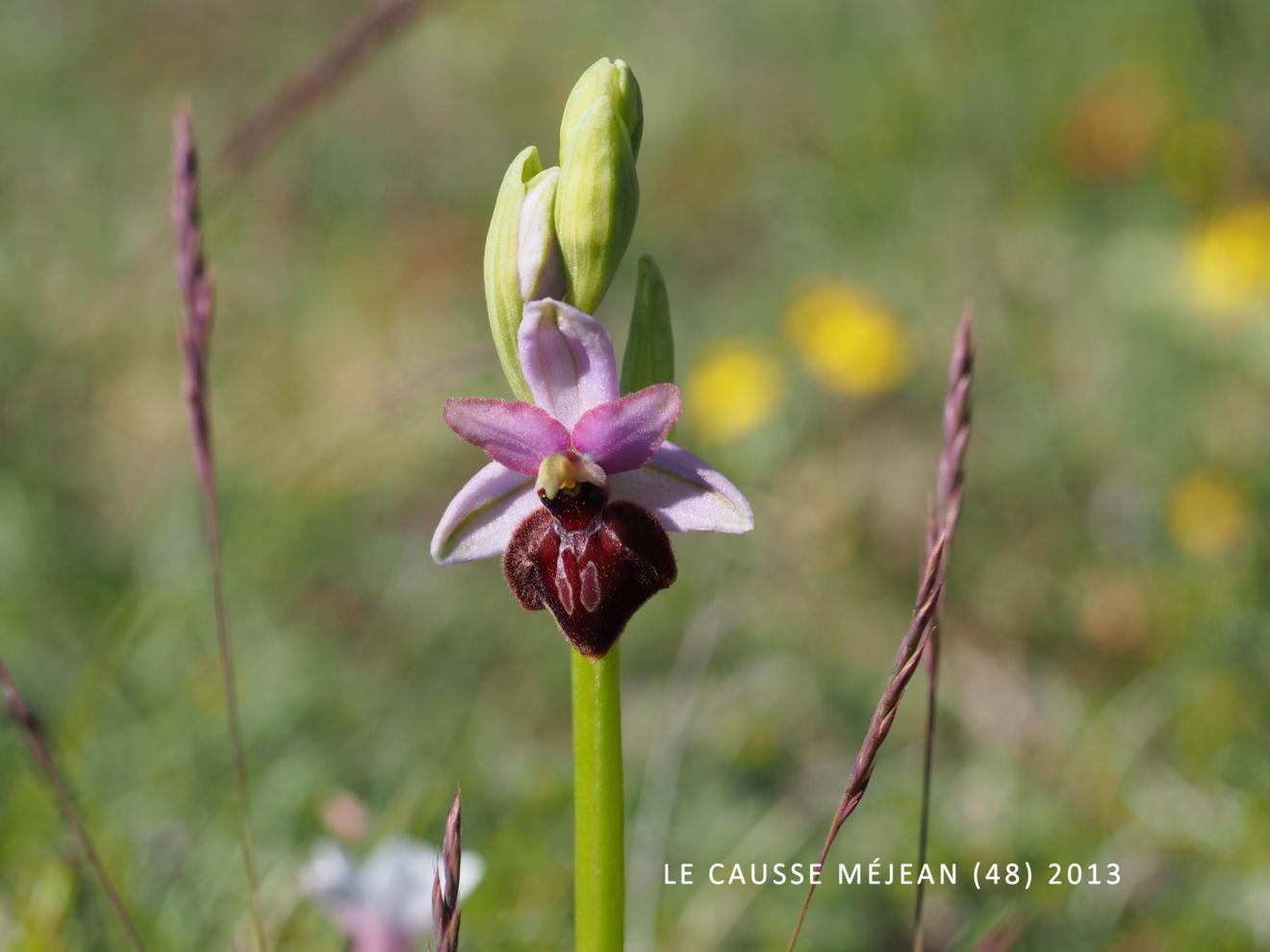 Ophrys of Aveyron